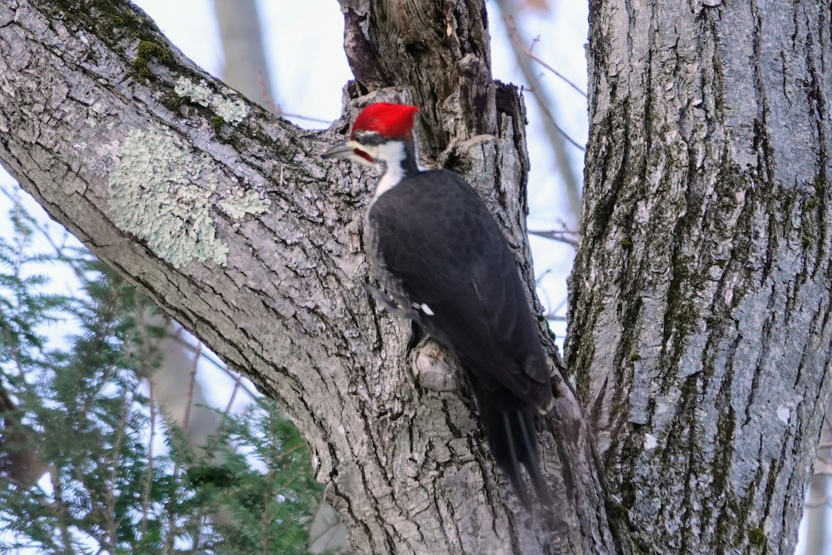 Pileated Woodpecker - ML646417285