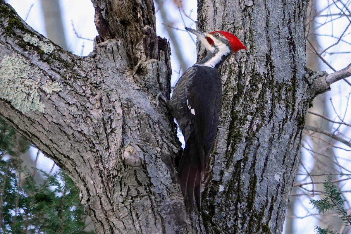 Pileated Woodpecker - ML646417286