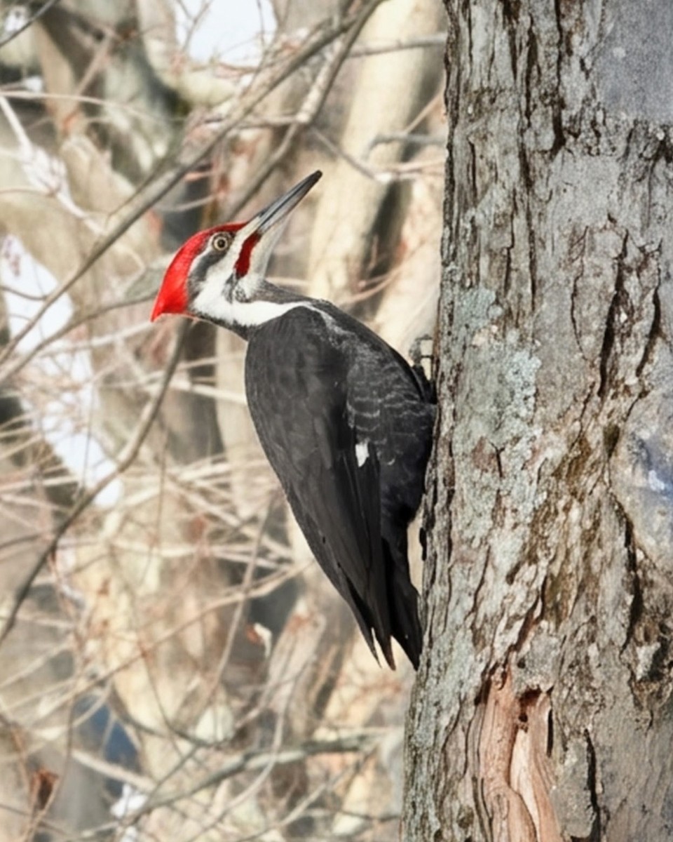 Pileated Woodpecker - ML646417287