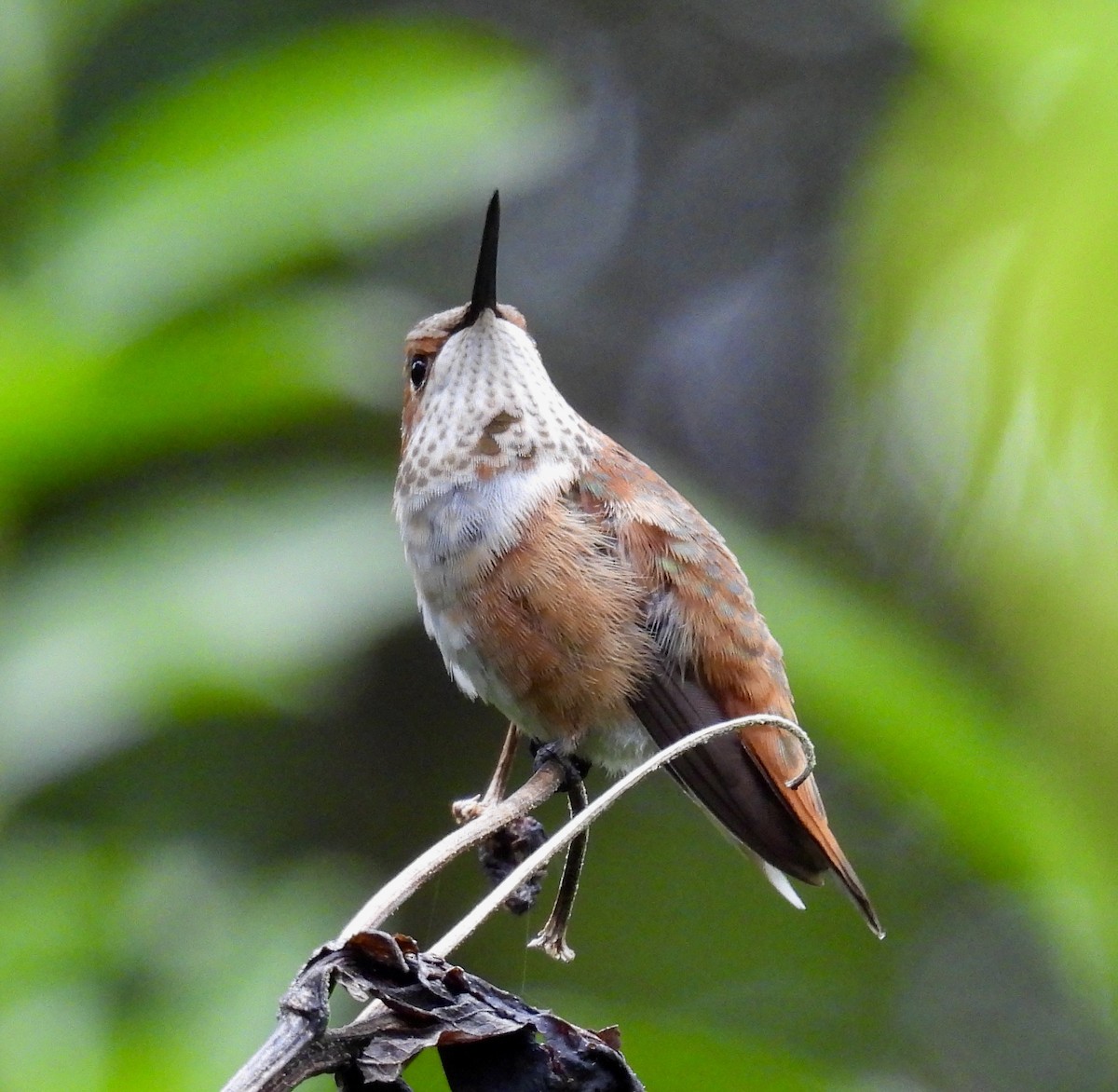 Rufous Hummingbird - ML646417289