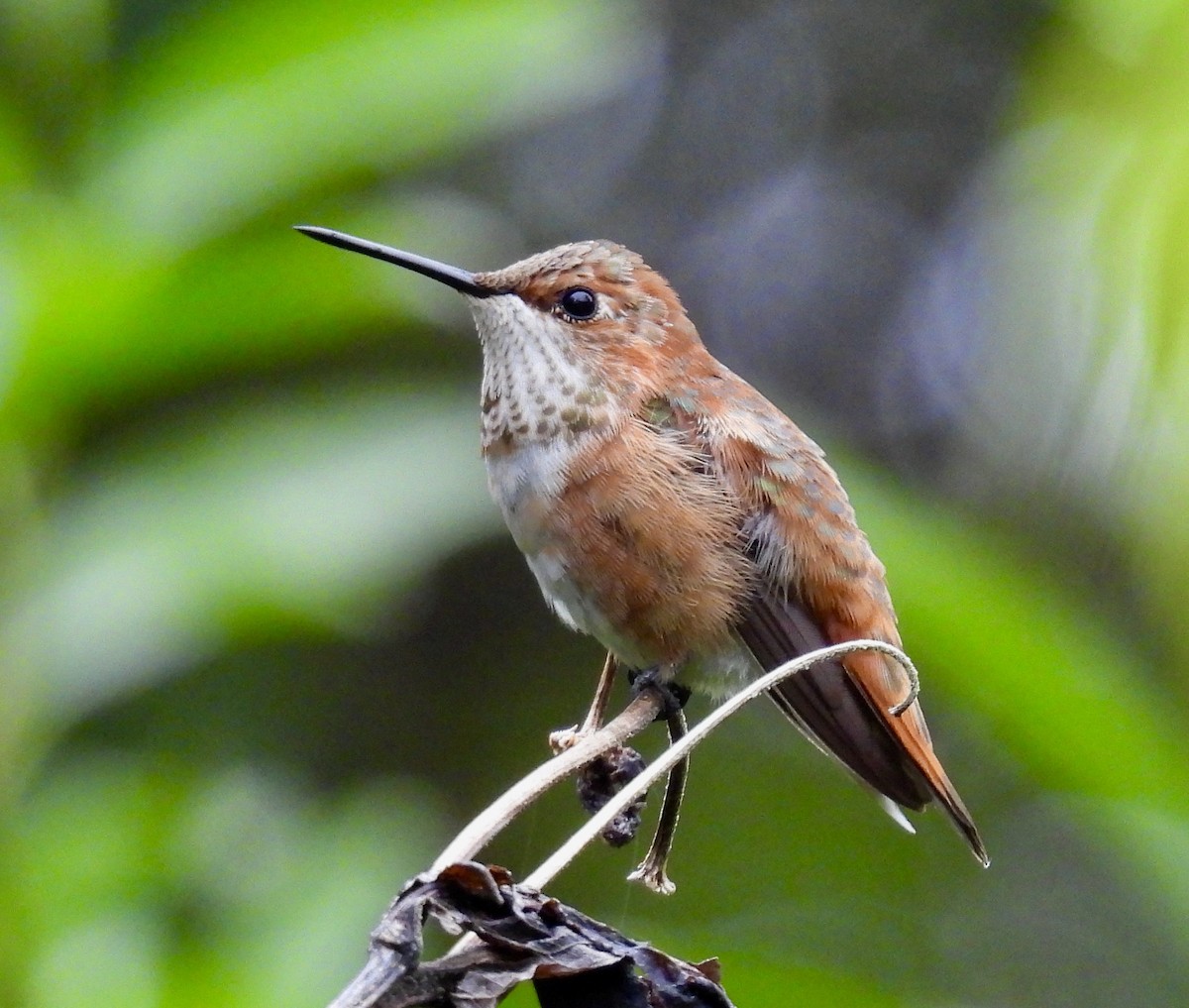 Rufous Hummingbird - ML646417290