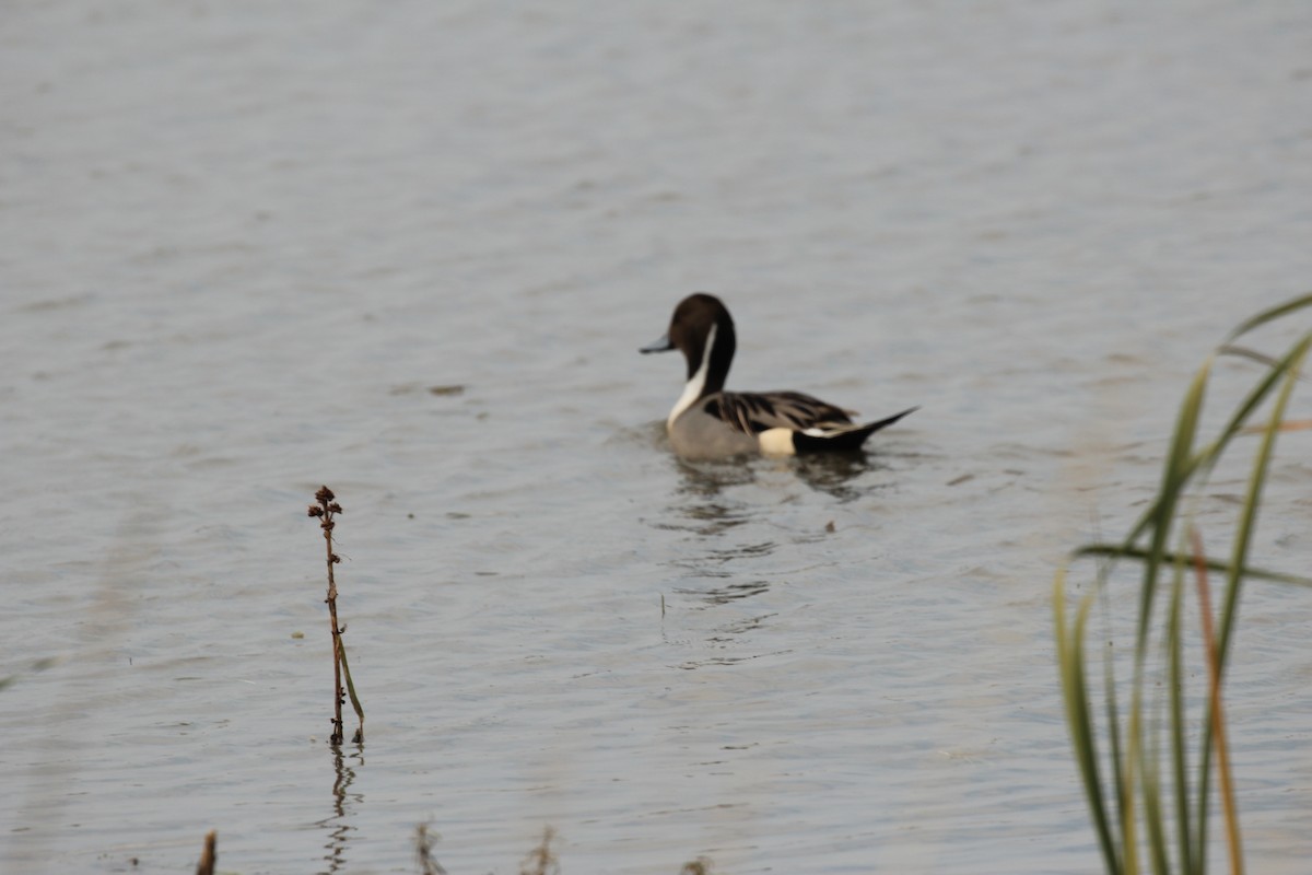 Northern Pintail - ML646417291