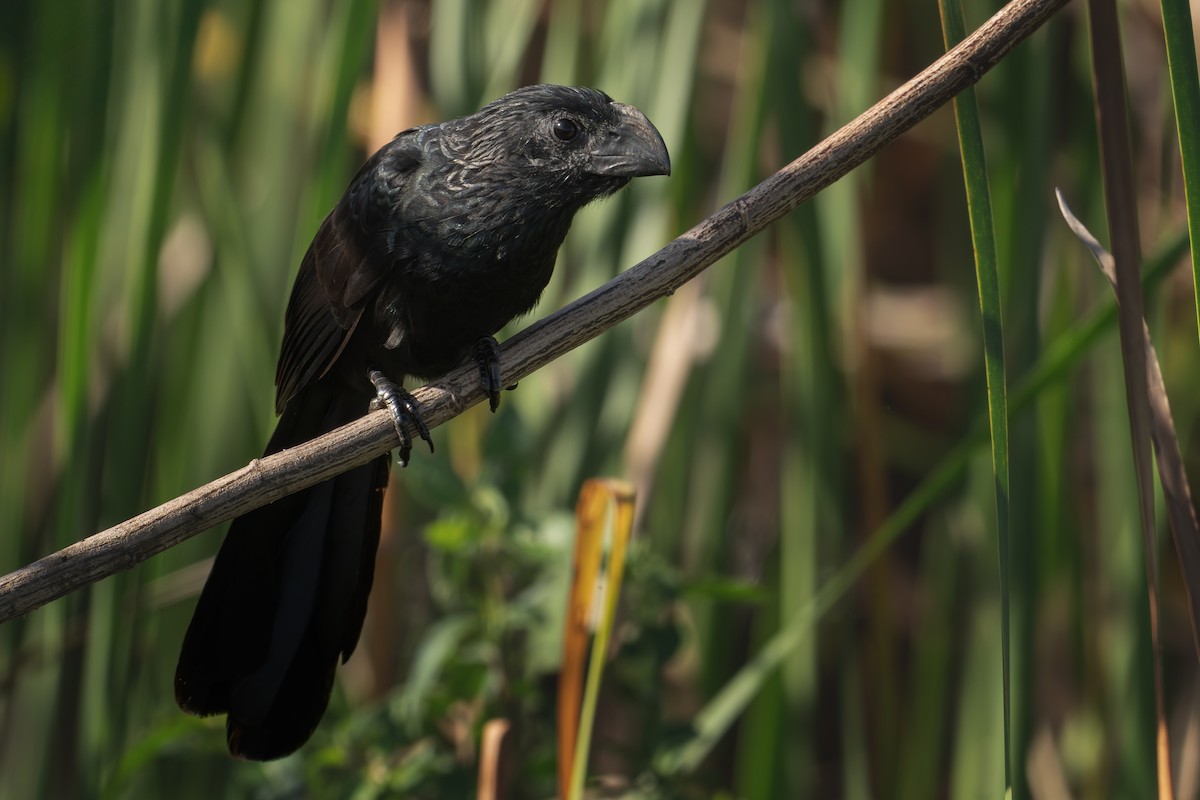 Ані малий - ML646417295