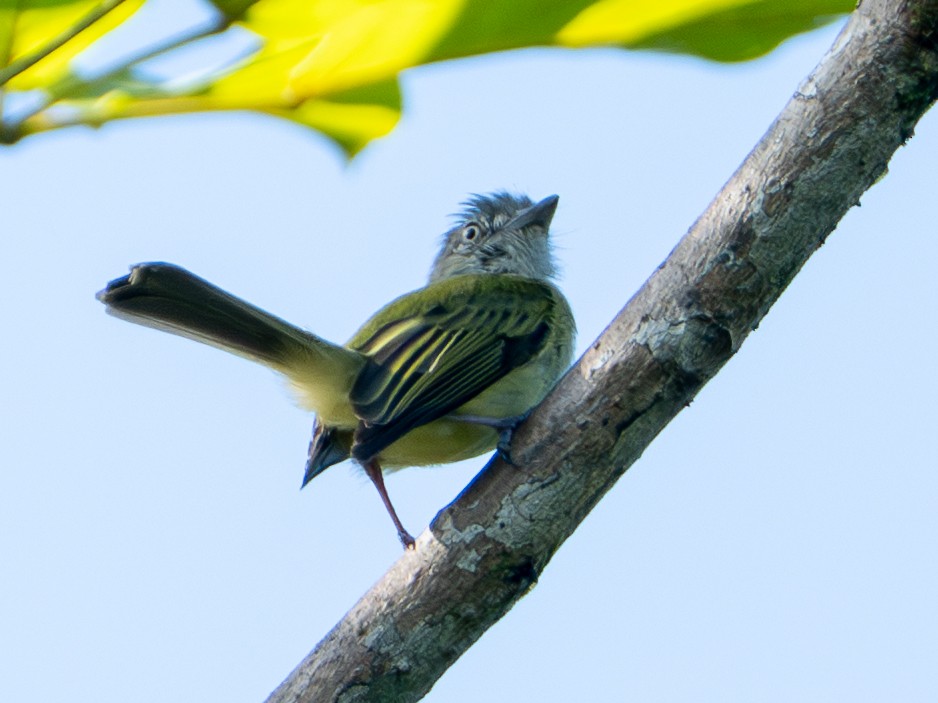 Yellow-olive Flatbill - ML646417296