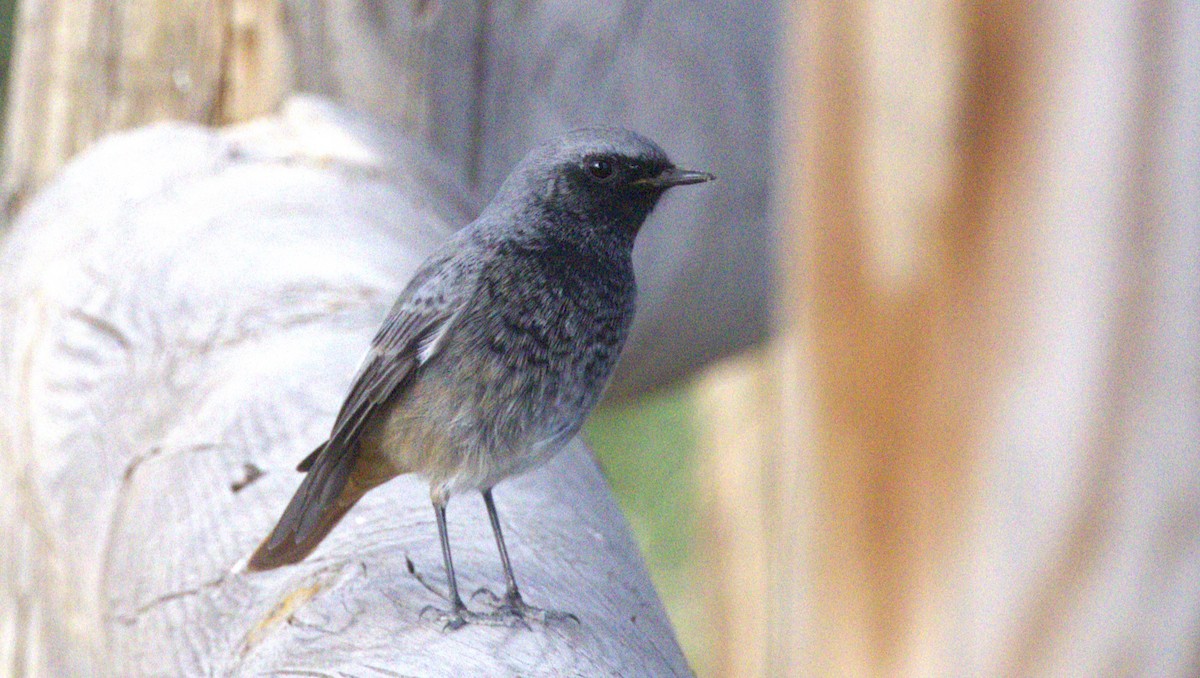 Мойлон гал сүүлт - ML646417297