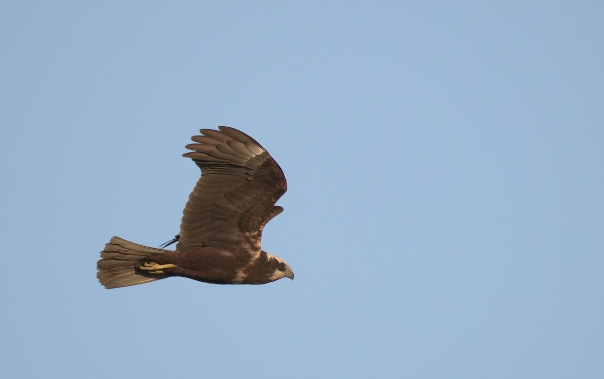 Western Marsh Harrier - ML646417298