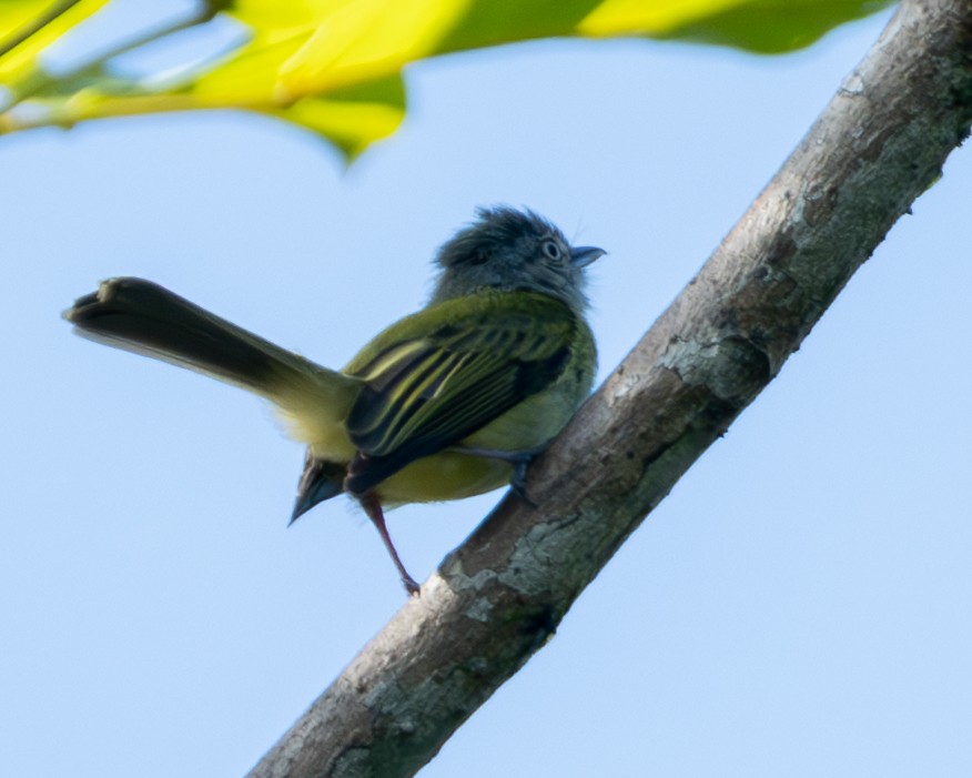 Yellow-olive Flatbill - ML646417299