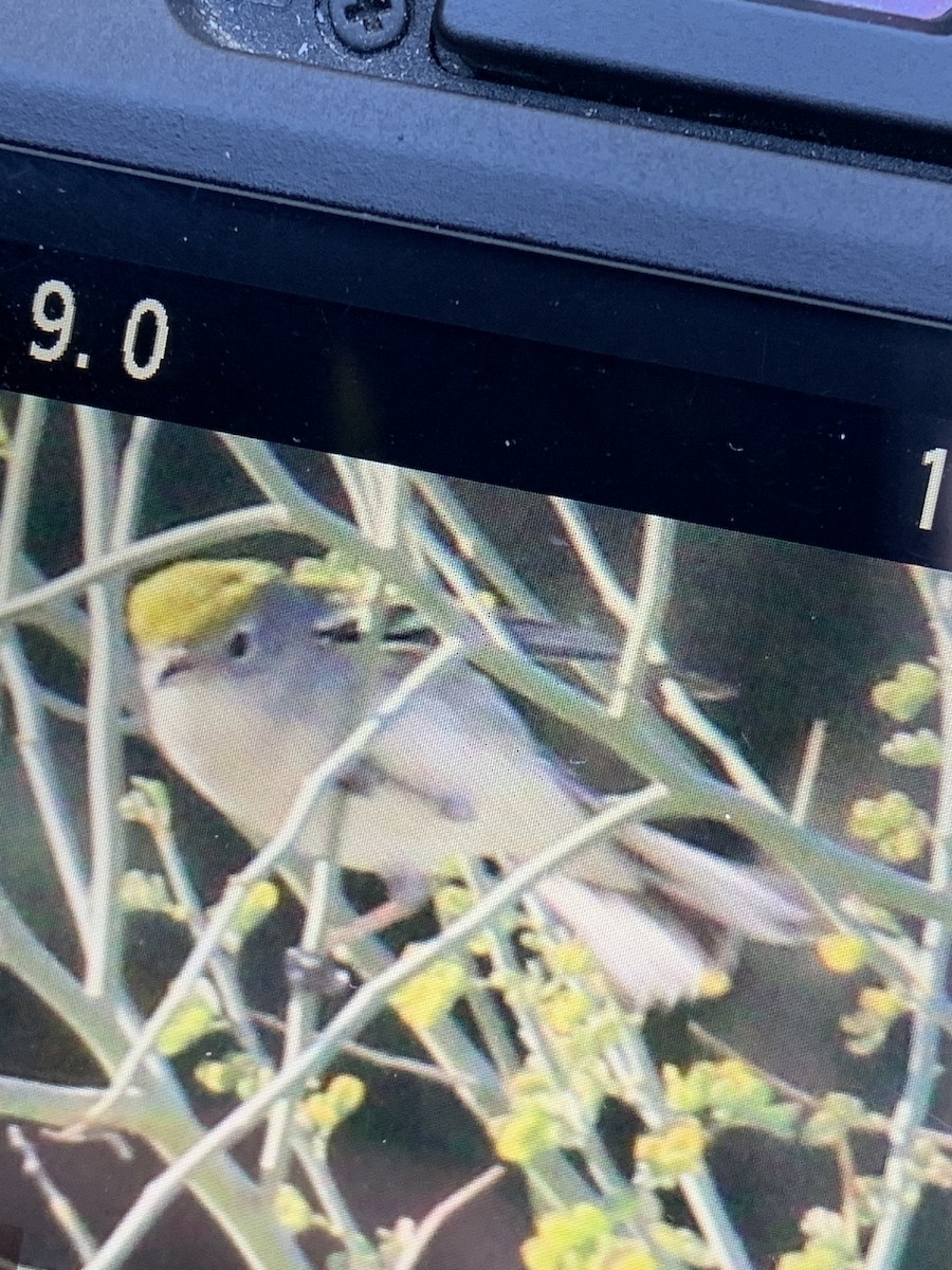 ワキチャアメリカムシクイ - ML646417300