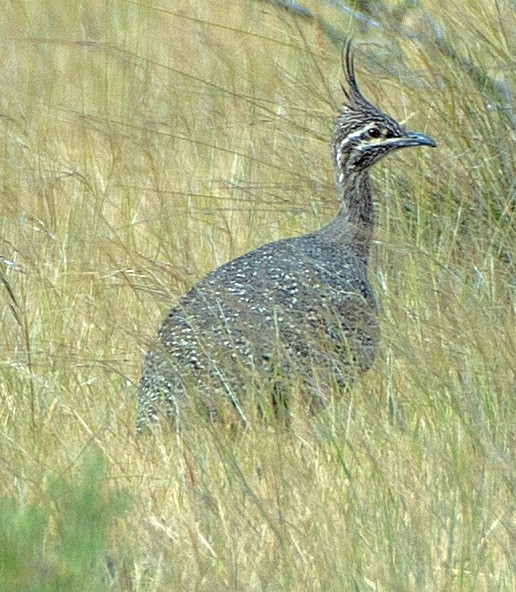tinama argentinská - ML646417302