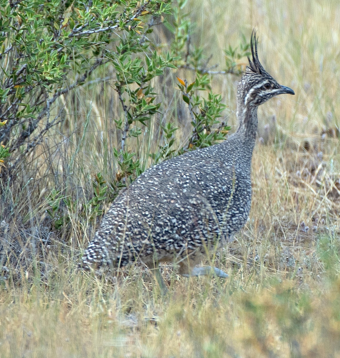 tinama argentinská - ML646417303