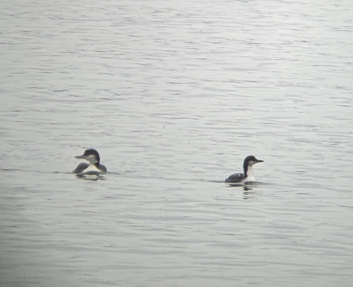 Pacific Loon - ML646417305