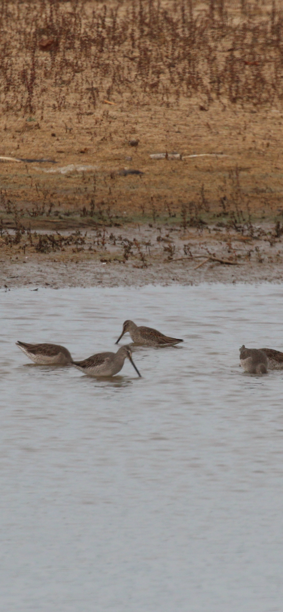 Long-billed Dowitcher - ML646417306