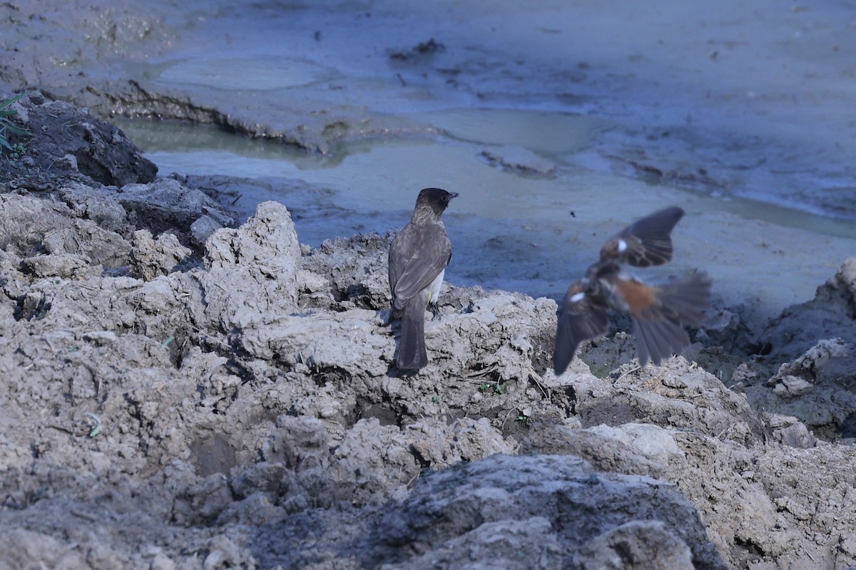 Common Bulbul - ML646417308