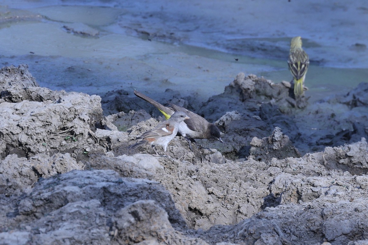 Common Bulbul - ML646417309