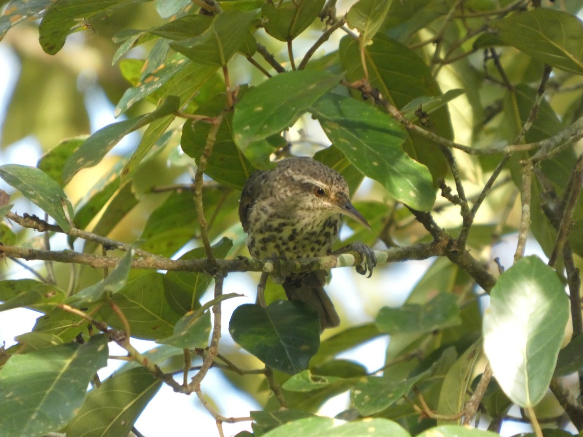 Thrush-like Wren - ML646417310