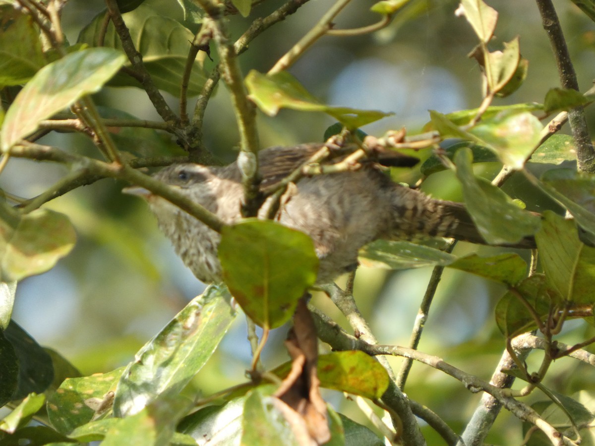 Thrush-like Wren - ML646417311