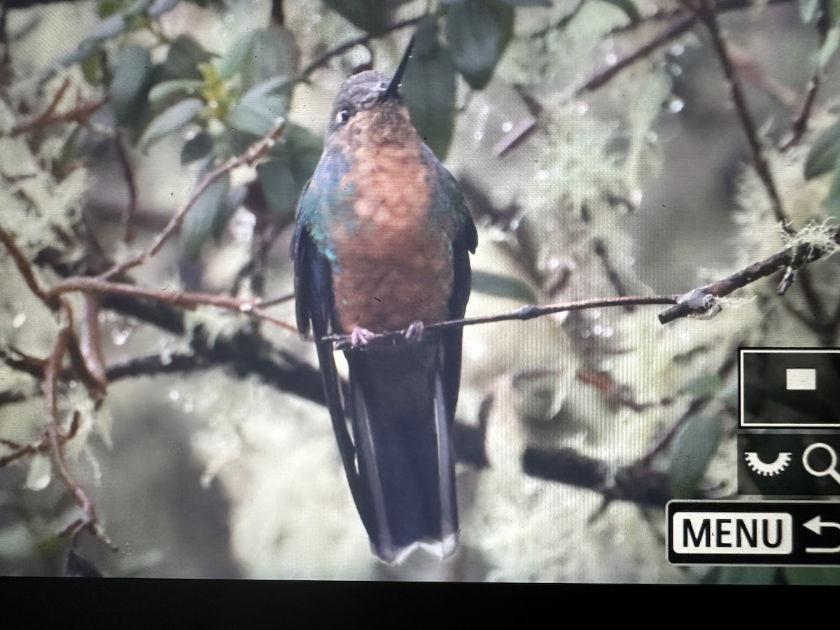 ルリバネハチドリ - ML646417312