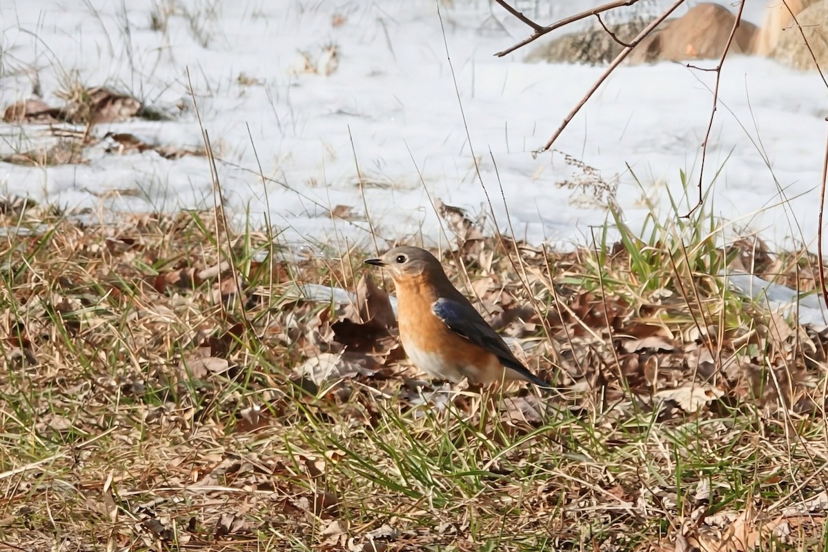 Eastern Bluebird - ML646417313