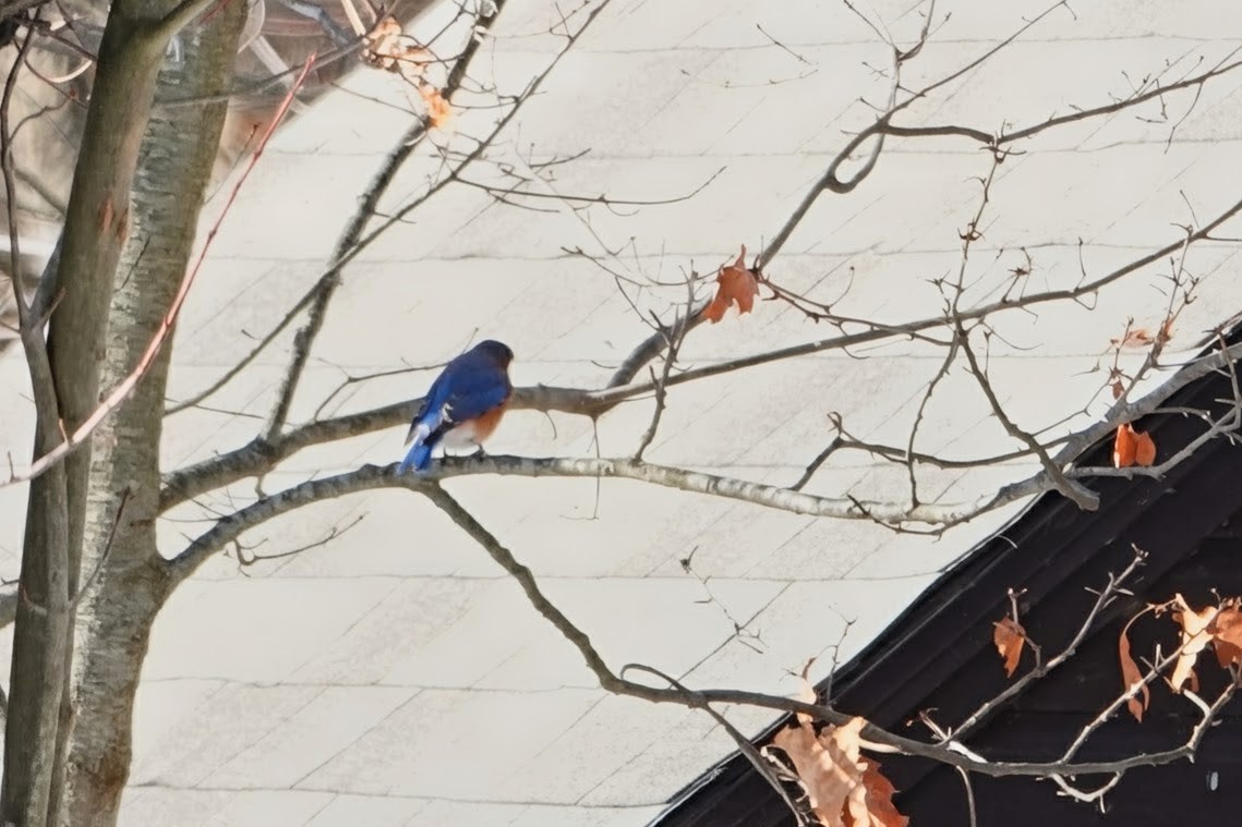 Eastern Bluebird - ML646417314