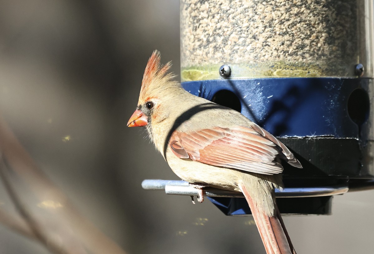 Northern Cardinal - ML646417315
