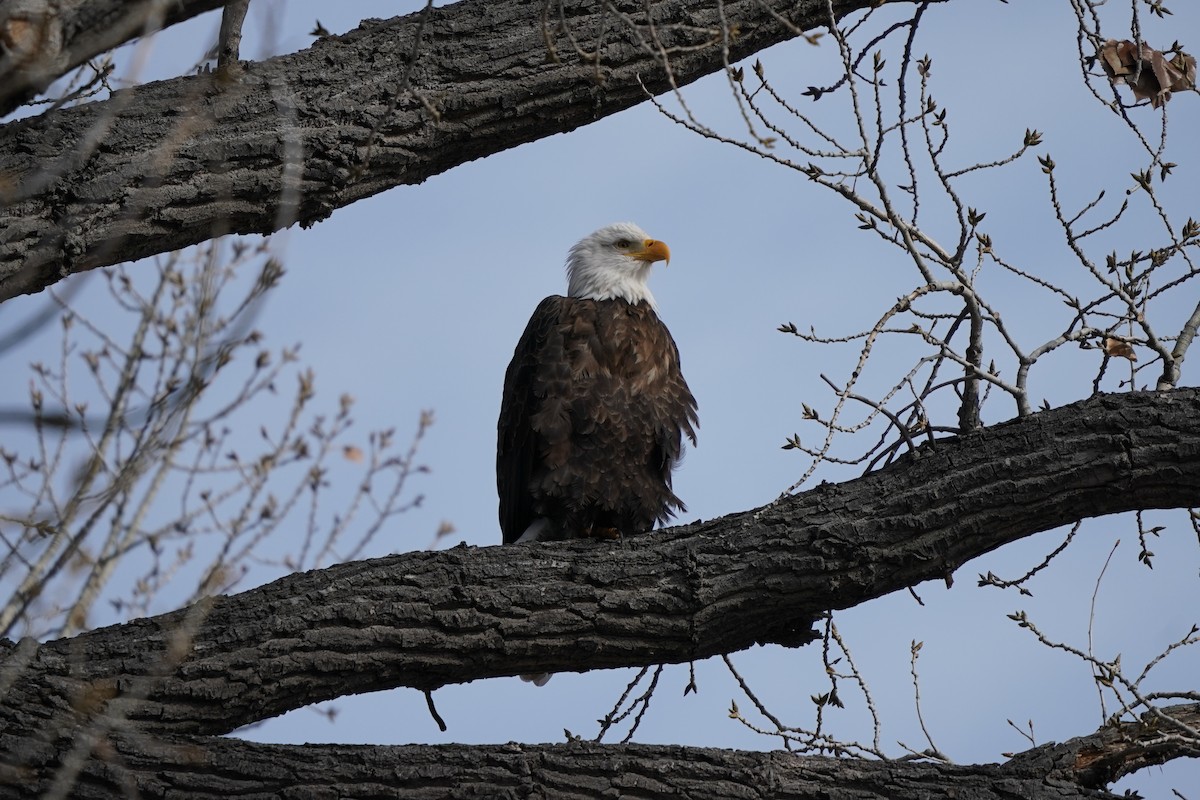 Bald Eagle - ML646417316