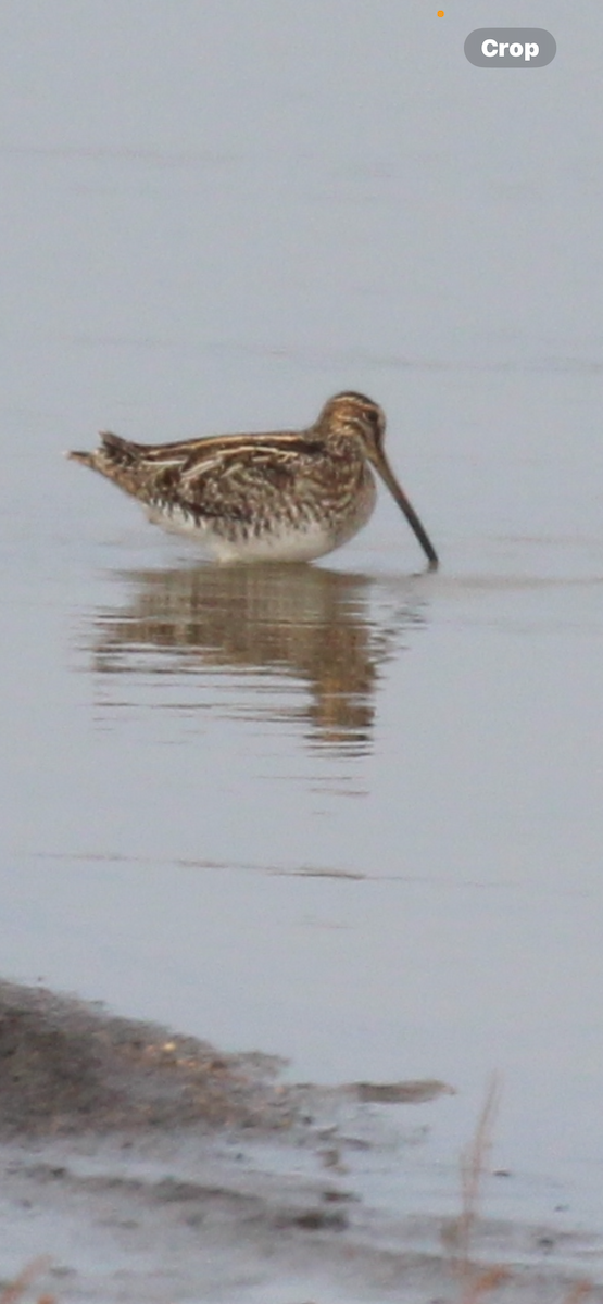 Wilson's Snipe - ML646417319