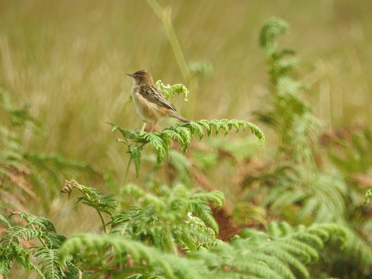 Zitting Cisticola - ML646417320