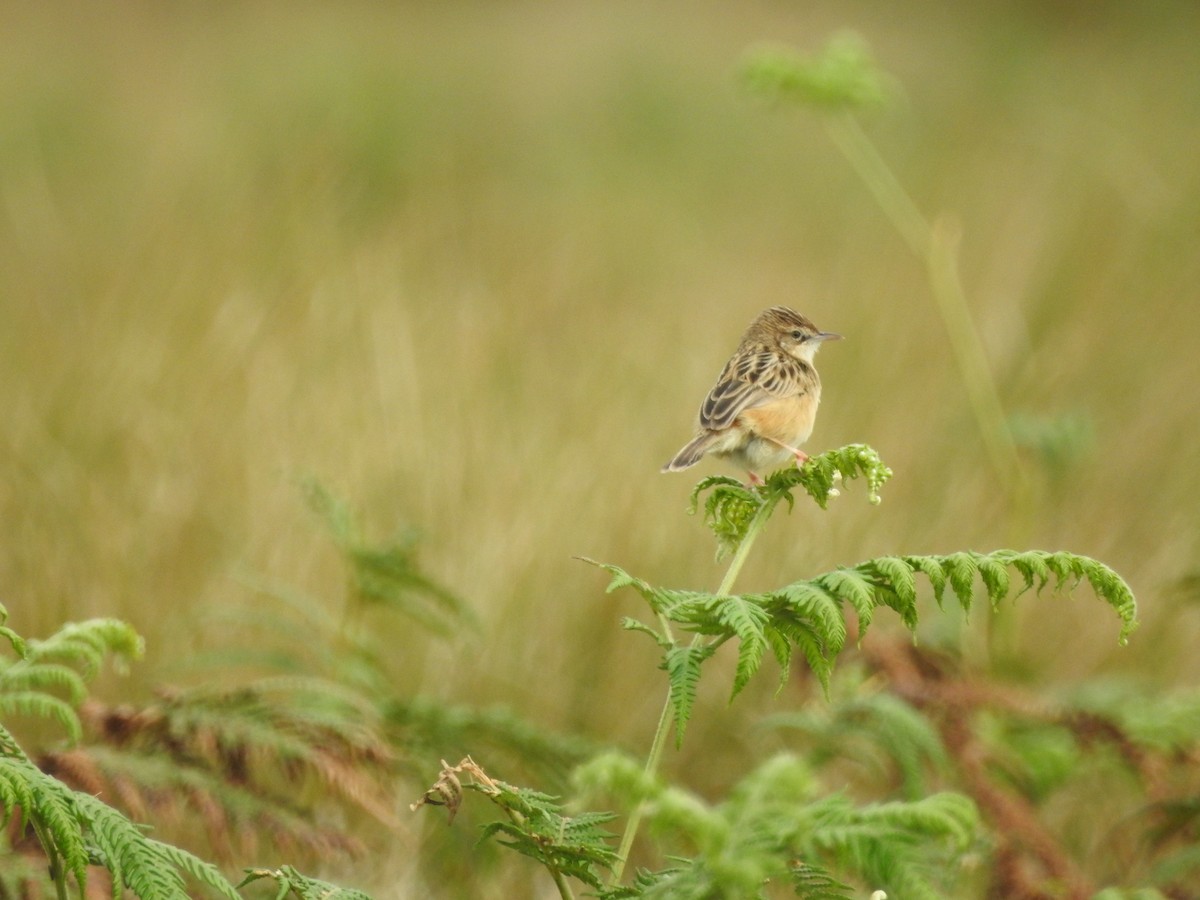Zitting Cisticola - ML646417321