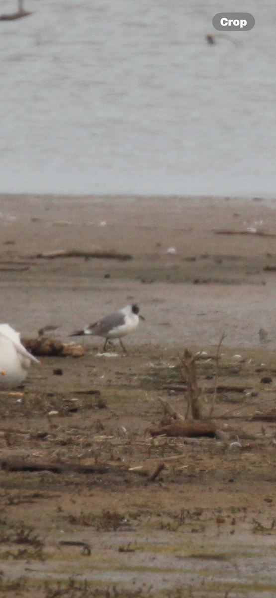 Franklin's Gull - ML646417322