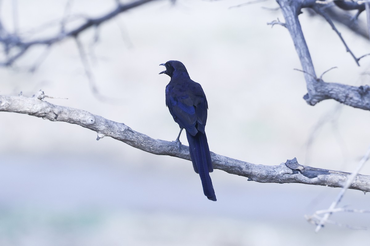 Meves's Starling - ML646417326