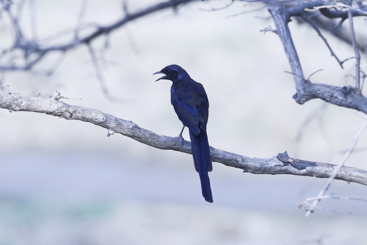 Meves's Starling - ML646417327