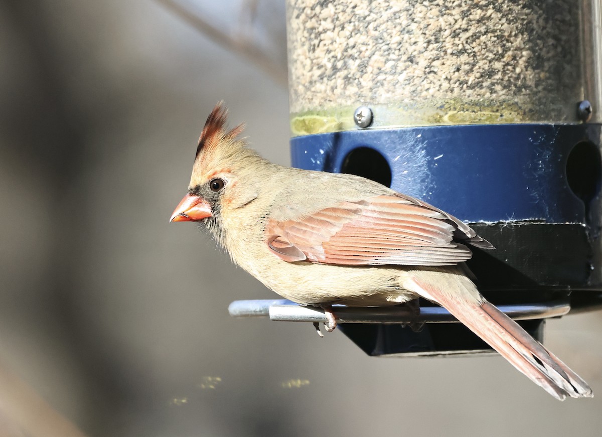 Northern Cardinal - ML646417328