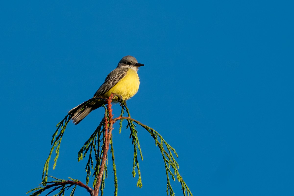 Тиран тропічний - ML646417329