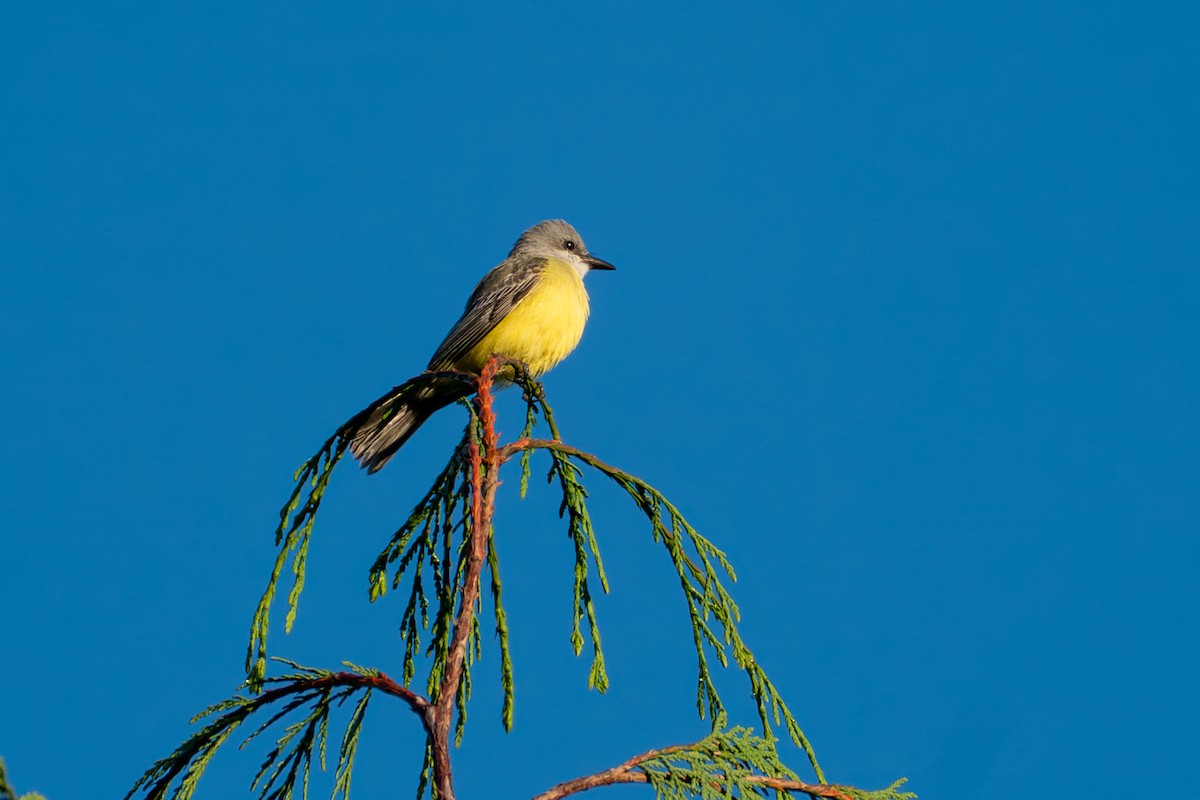 Тиран тропічний - ML646417330