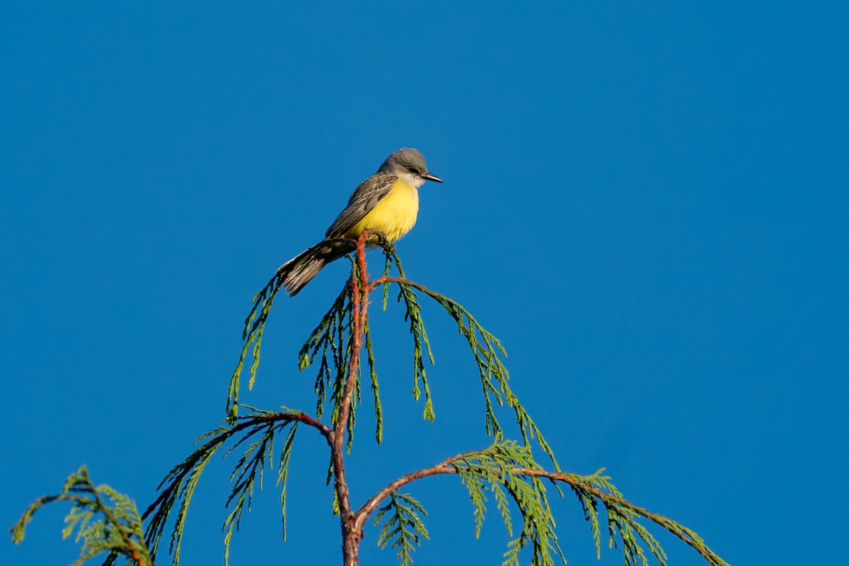 Тиран тропічний - ML646417331