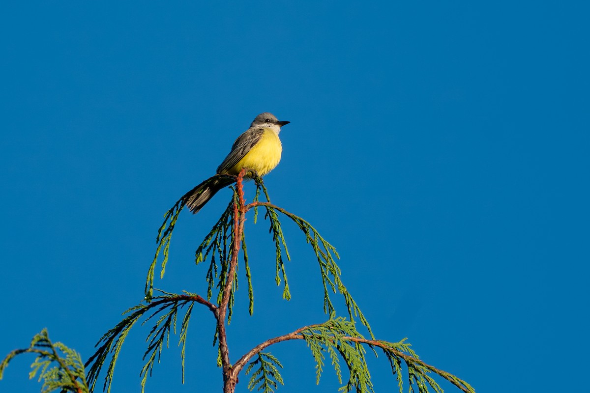 Тиран тропічний - ML646417332