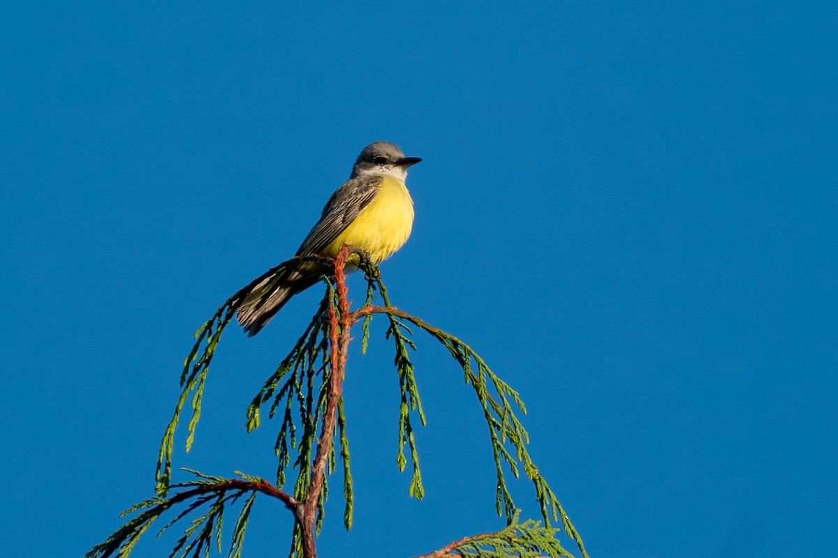 Тиран тропічний - ML646417333