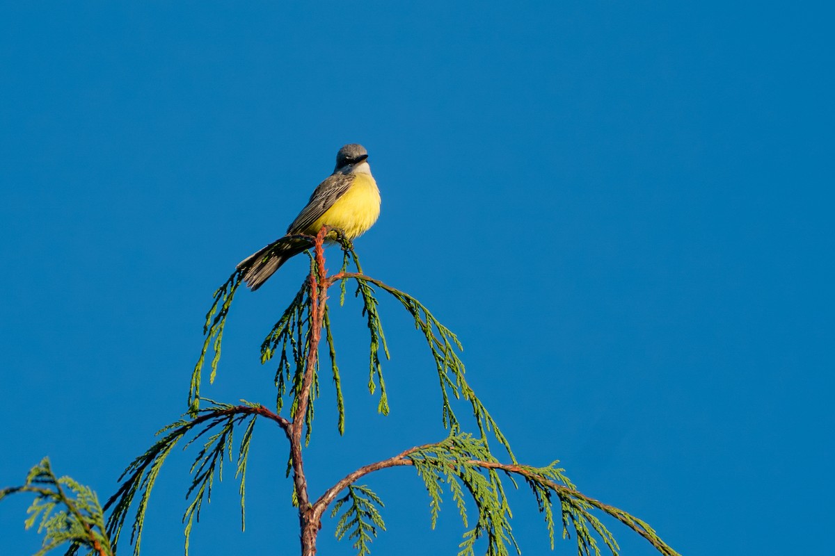 Тиран тропічний - ML646417334