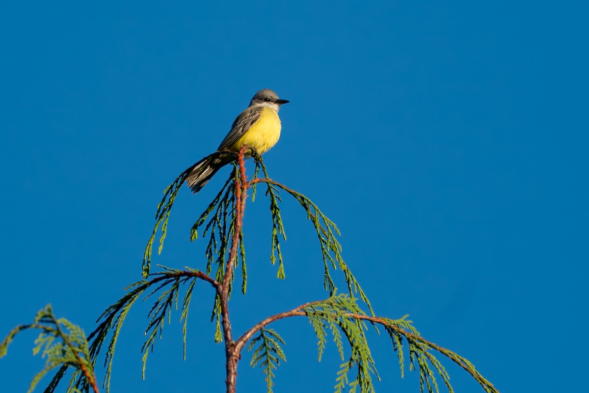 Тиран тропічний - ML646417335