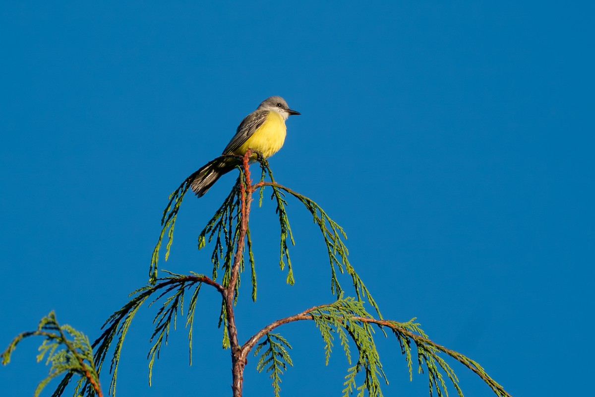 Тиран тропічний - ML646417336