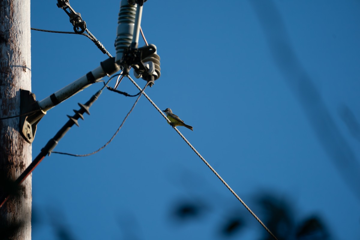 Тиран тропічний - ML646417337