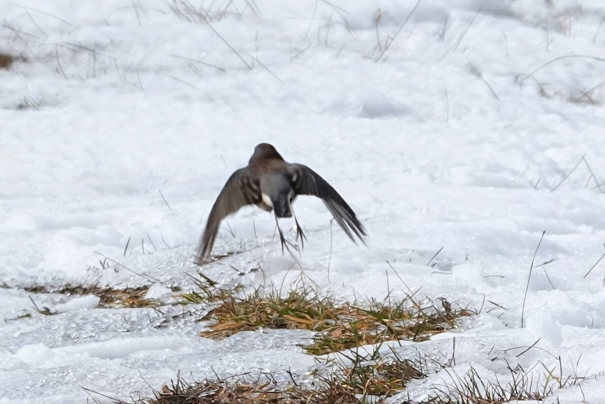 Dark-eyed Junco (Slate-colored) - ML646417339