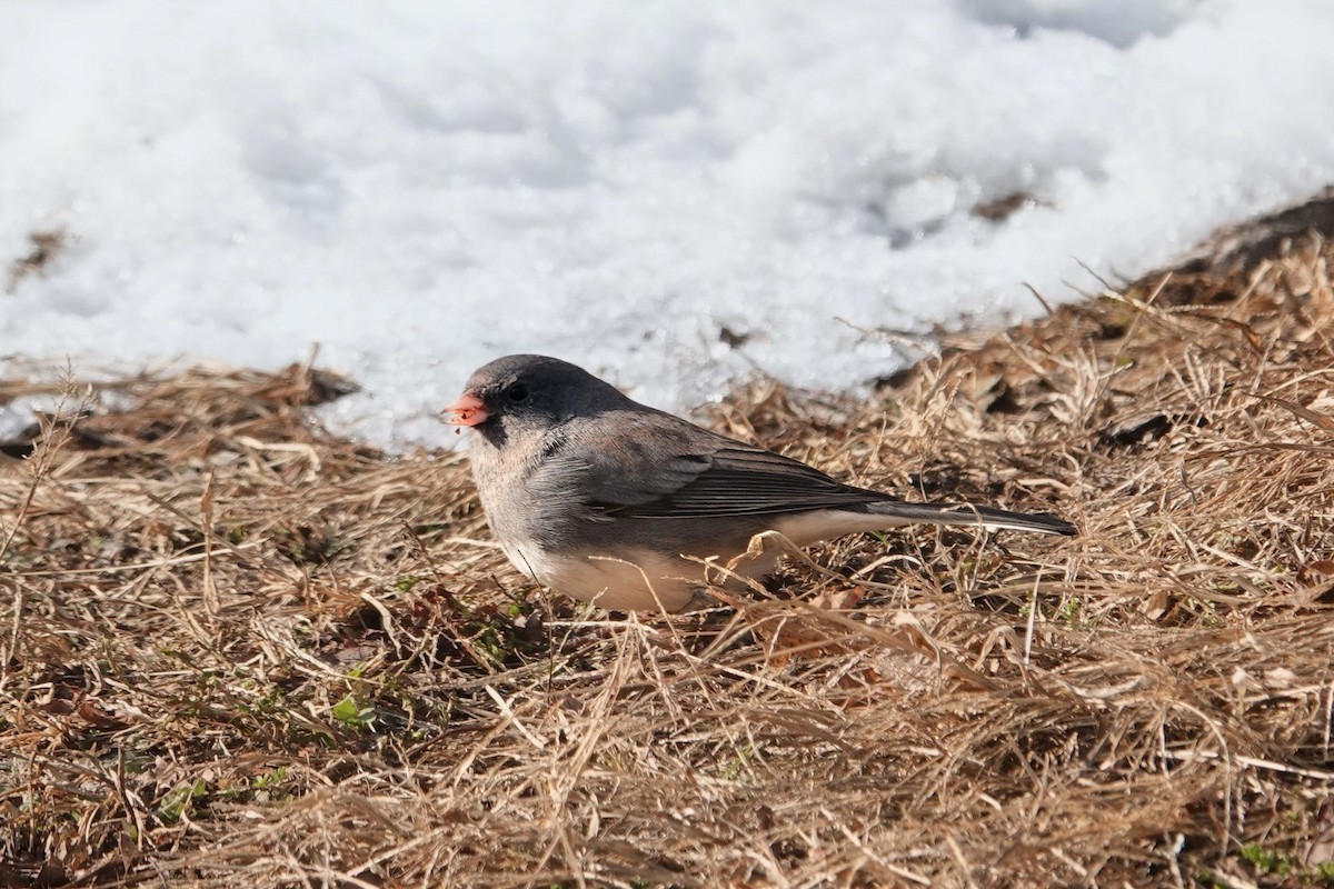 Dark-eyed Junco (Slate-colored) - ML646417340