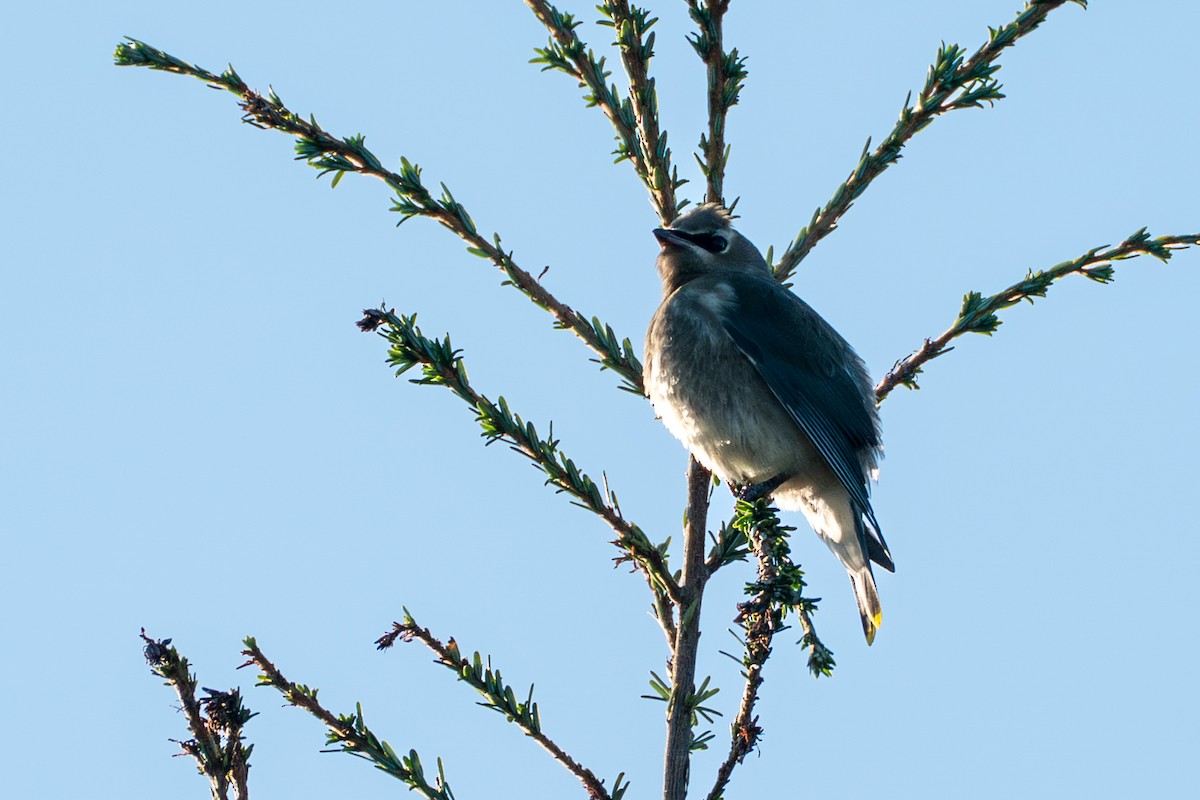 Омелюх американський - ML646417345