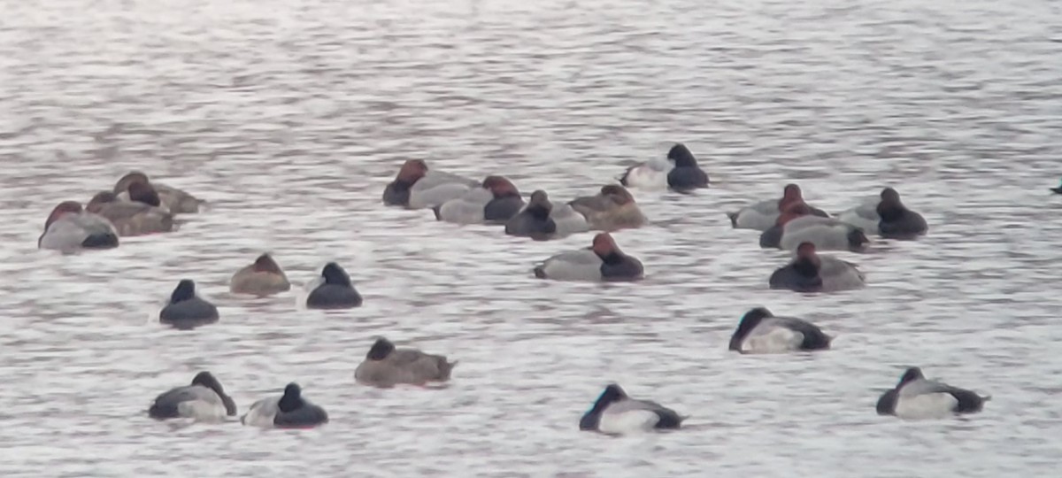 Redhead - ML646417346