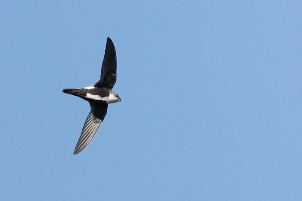 White-throated Swift - ML646417347