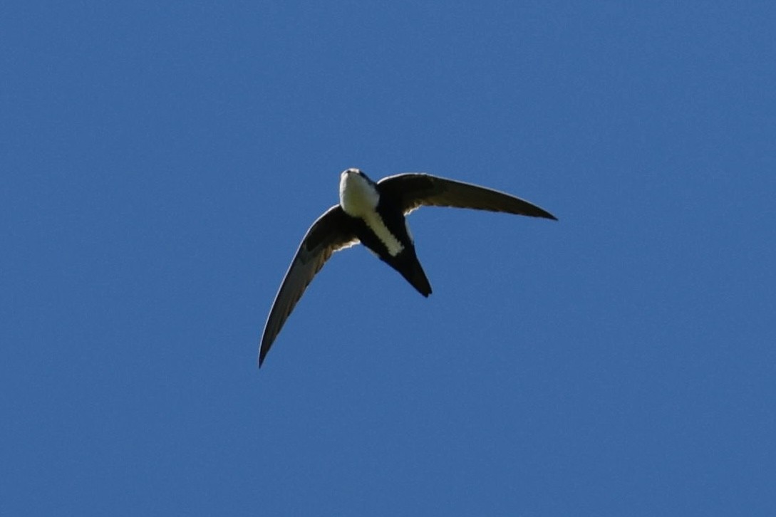 White-throated Swift - ML646417348