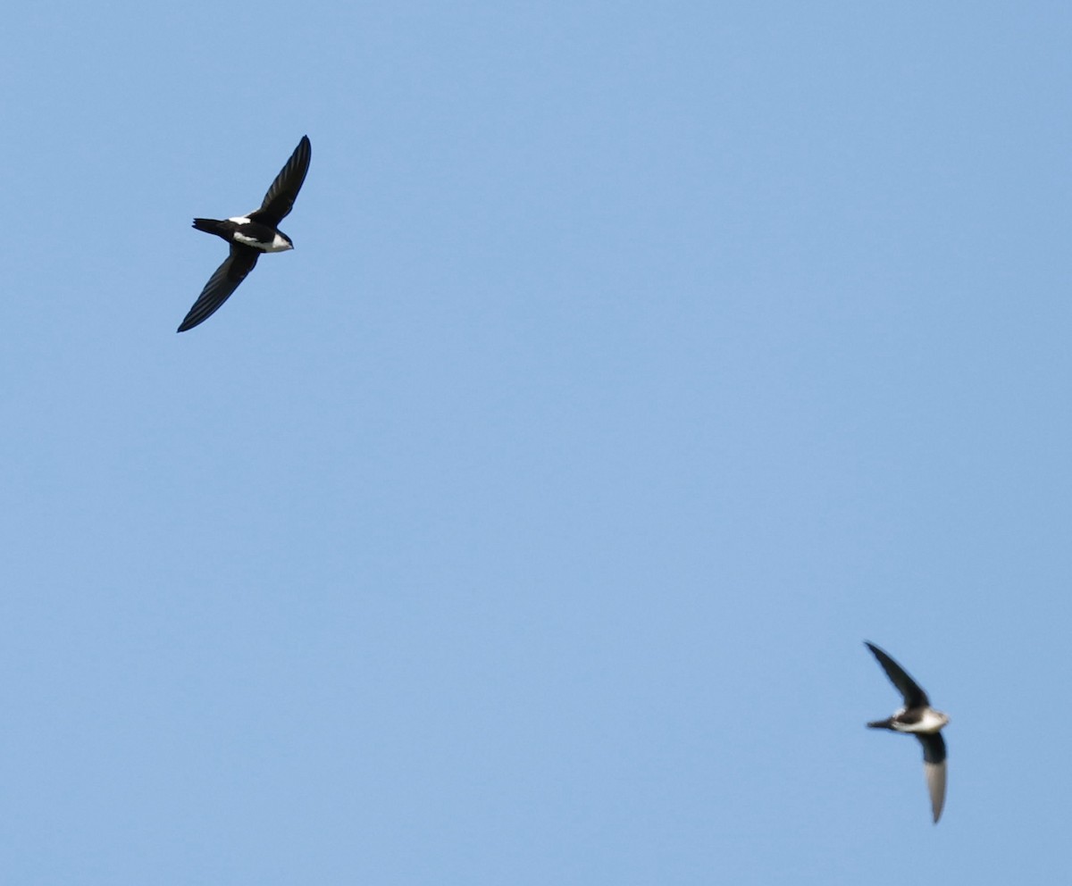 White-throated Swift - ML646417349