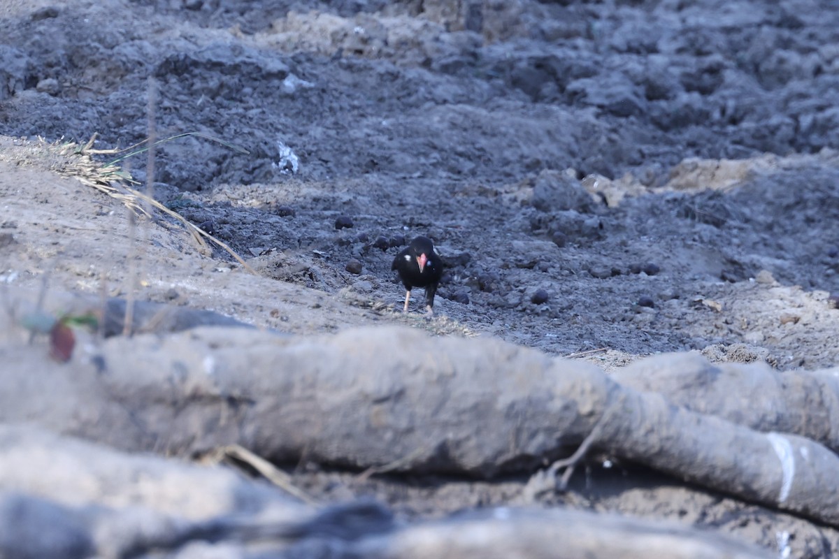 Red-billed Buffalo-Weaver - ML646417352