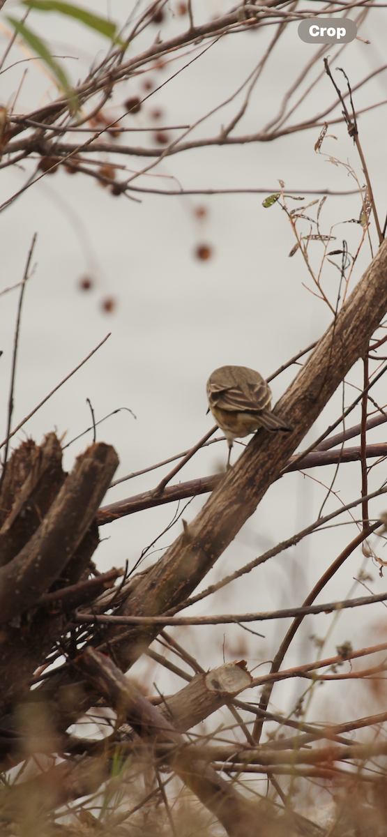 American Pipit - ML646417361